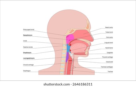 Pharynx anatomy in sagittal section medical poster. Includes nasopharynx, oropharynx, and laryngopharynx. Nasal cavity, soft palate, epiglottis, and esophagus. Flat educational vector illustration