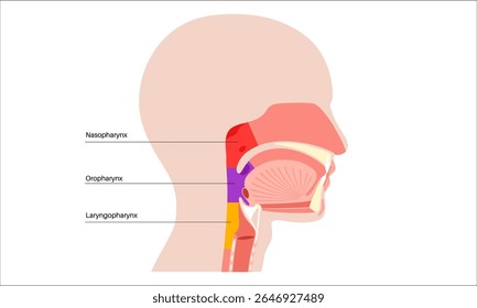 Pharynx anatomy in sagittal section medical poster. Includes nasopharynx, oropharynx, and laryngopharynx. Nasal cavity, soft palate, epiglottis, and esophagus. Flat educational vector illustration