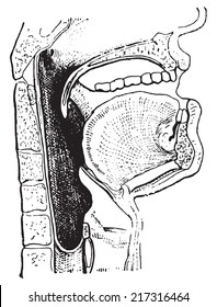 Pharynx, vintage engraved illustration. Dictionary of words and things - Larive and Fleury - 1895.