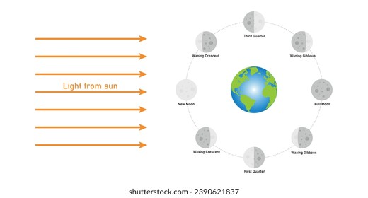 Phase of the moon diagram. The moon orbits around the earth. Third quarter, waning gibbous, full moon, waxing gibbous, first quarter, waxing crescent, new moon and waning crescent. Vector illustration