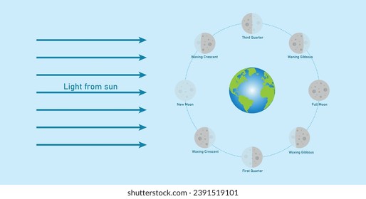 Phase of the moon diagram. The moon orbits around the earth. Third quarter, waning gibbous, full moon, waxing gibbous, first quarter, waxing crescent, new moon and waning crescent. Vector illustration