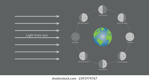 Phase of the moon diagram. The moon orbits around the earth. Third quarter, waning gibbous, full moon, waxing gibbous, first quarter, waxing crescent, new moon and waning crescent. Vector illustration