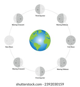 Phase of the moon diagram. The moon orbits around the earth. Third quarter, waning gibbous, full moon, waxing gibbous, first quarter, waxing crescent, new moon and waning crescent. Vector illustration