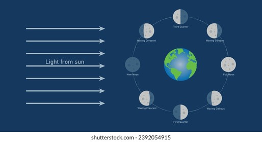 Fase del diagrama lunar. La luna orbita alrededor de la tierra. Tercer trimestre, gibús menguante, luna llena, gibús envenenante, primer trimestre, media luna creciente, luna nueva y creciente desvanecimiento. Ilustración del vector