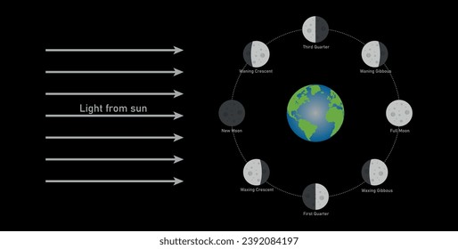 Phase des Monddiagramms. Der Mond umrundet die Erde. Drittes Viertel, schwingend gibous, Vollmond, wachend Gibbbous, erste Quartal, wachend Halbmond, neuer Mond und schwindender Halbmond. Vektorgrafik