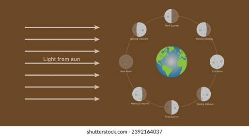 Fase del diagrama lunar. La luna orbita alrededor de la tierra. Tercer trimestre, gibús menguante, luna llena, gibús envenenante, primer trimestre, media luna creciente, luna nueva y creciente desvanecimiento. Ilustración del vector