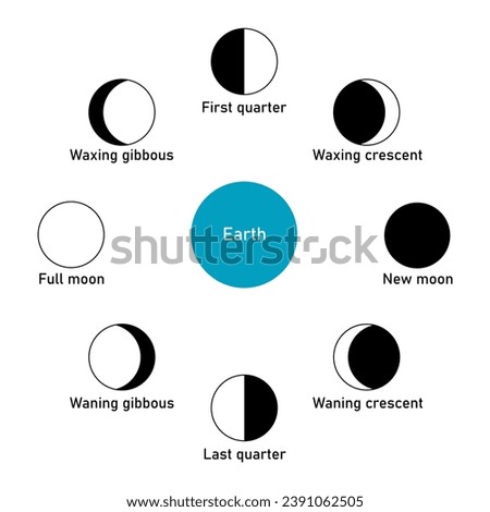 Phase of the moon diagram. The moon orbits around the earth. Third quarter, waning gibbous, full moon, waxing gibbous, first quarter, waxing crescent, new moon and waning crescent. Vector illustration