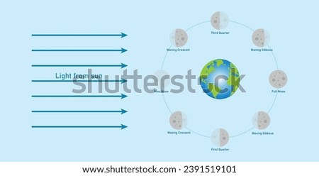 Phase of the moon diagram. The moon orbits around the earth. Third quarter, waning gibbous, full moon, waxing gibbous, first quarter, waxing crescent, new moon and waning crescent. Vector illustration