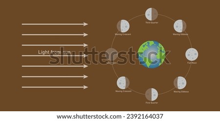 Phase of the moon diagram. The moon orbits around the earth. Third quarter, waning gibbous, full moon, waxing gibbous, first quarter, waxing crescent, new moon and waning crescent. Vector illustration