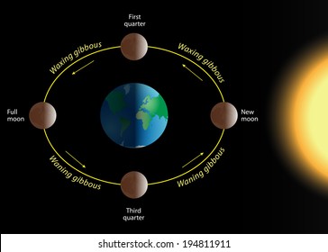 Phase Of The Moon. The Relation Of The Phases Of The Moon With Its Revolution Around Earth. Vector Diagram