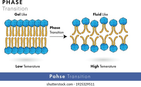 1,750 Transitional cell Images, Stock Photos & Vectors | Shutterstock