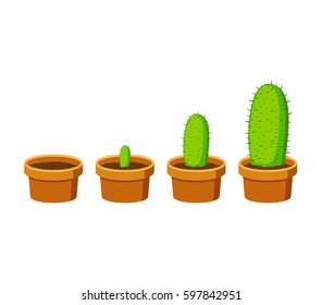 Phases cactus growth islated on white background. Cactus in flower pot in flat style. Timeline infographic of growth process. Vector Illustration