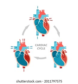 Phases Of The Cardiac Cycle - Diastole, Atrial Systole And Atrial Diastole. Heart Anatomy Diagram With Blood Flow.