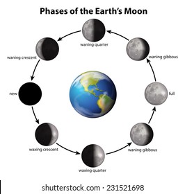 Phases of the Earth's Moon on a white background 