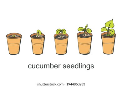 Fases de germinación de una semilla de pepino sobre un fondo blanco aislado. Ilustración del vector