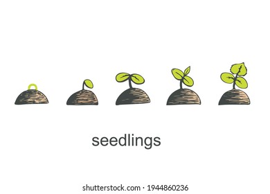 Phases of germination of a cucumber seedling on a white isolated background. Vector illustration
