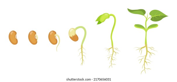 Phases of germination and development of bean seed. - Shutterstock ID 2170656031