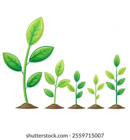 Phases Green Plant Growing. Concept Development Vector illustration of Seedling Agriculture or evolution.Illustration vector with a white background. 