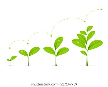 Fases Planta Verde Crecimiento. Concepto Desarrollo Vector ilustración del concepto de agricultura de la semilla o evolución