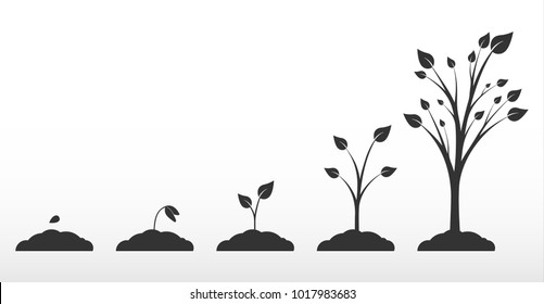 Phases growth tree. Illustrations phases plant growth.