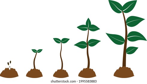 597 Tree Growth Animation Images, Stock Photos & Vectors 