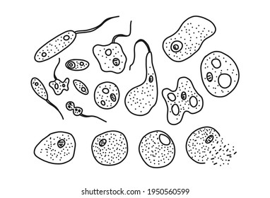 Phases in life, bacteria set, vector illustration. Biology science concept, microbiology with virus organism isolated on white. Graphic microscopic structure, scientific medical line art.