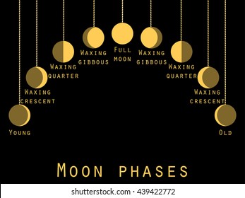 The phases of the moon. Lunar phase.  Vector illustration.