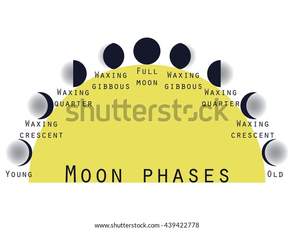 The\
phases of the moon. Lunar phase. Vector\
illustration.