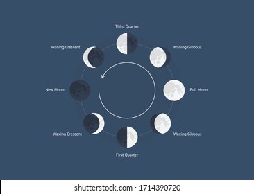 Phases Of The Moon Vector Diagram Astronomy Illustration