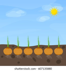 Phases of onion growth. Flat design, vector illustration, vector.