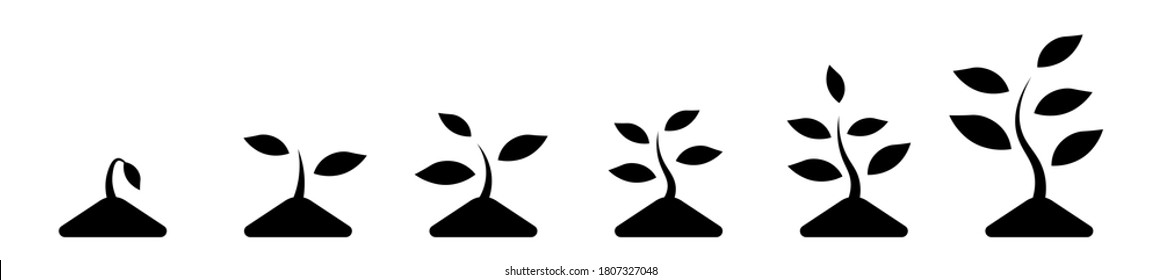 Phases plant growing black icons