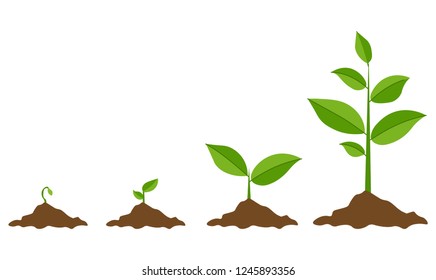 Phases plant growing. Planting tree infographic. Evolution concept. Sprout, plant, tree growing agriculture icons. Vector illustration in flat style