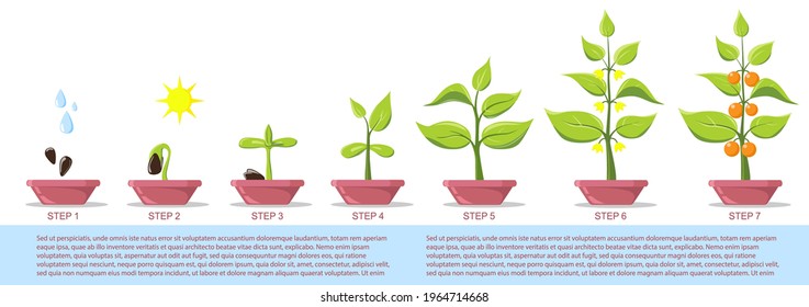 Phases plant growing in pot. Growing herb stages. Seeds, watering can, sprout, grown plant. Seedling gardening herb. Infographic. Evolution concept. Vector illustration of growing plant. Flat style