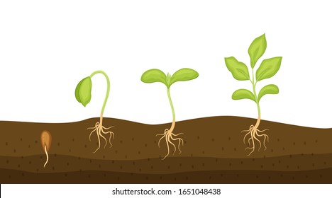 Phases plant growing. Seeds sprouts in a soil vector illustration isolated on white background. Seedling gardening plant. 