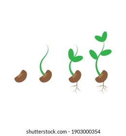 Phases Plant Growing Vector Illustration Stock Vector (Royalty Free ...