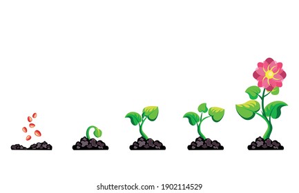 Phases plant growth infographic. Process cultivation sprout in the ground. Vector illustration garden plant