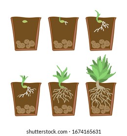 Phases of plant growth in the section. Germinate in land. Young sprouts lifting from good fertilizer soil. Stage of growth. Doodle style, vector illustration isolated on a white background background