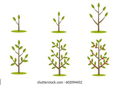 Phases of plant growth, plant vegetation. Flat design, vector illustration, vector.
