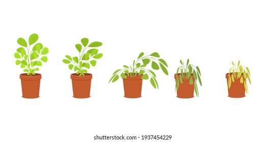 Phases of plant withering. Blossom and wilt flowers in the pots. Houseplant dying without care and watering. Vector flat cartoon illustration.