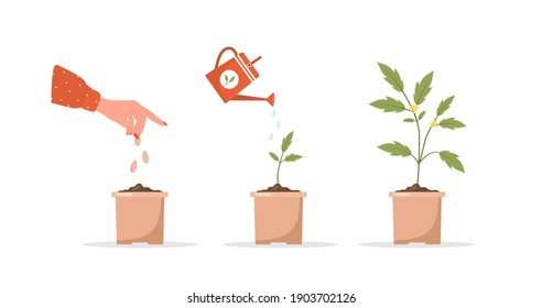 Phases seedling growing in pot. Stages of plant growth from sprout to vegetable. Vector illustration in flat cartoon style. Domestic plants nursery and care concept. Ripening period progression. - Shutterstock ID 1903702126