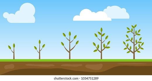 Phases of tree growth, vegetative period of the plant. Plant development. Flat design, vector illustration, vector.