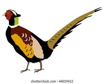 pheasant