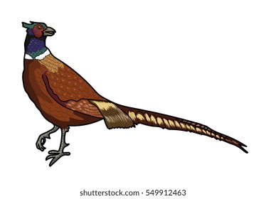 56 Silhouette ring necked pheasant Images, Stock Photos & Vectors ...