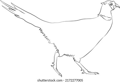 Pheasant Bird clip art, black and white, simple bird drawing, kids drawing, vector clipart