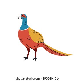 Pheasant bird isolated vector illustration. Phasianus Versicolor design element. Japan wildlife, hunting bird in cartoon style. 