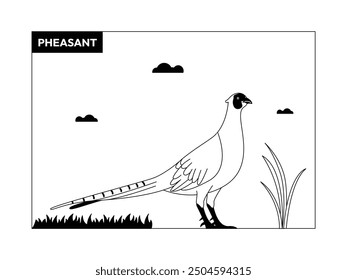 Pheasant bird with long tail and short body, black and white, outline, vector illustration.