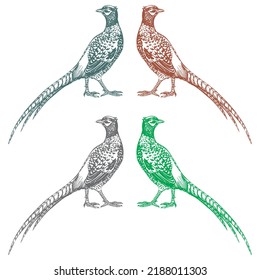 Pheasant Bird Vector illustration Isolated On A White Background
 svg