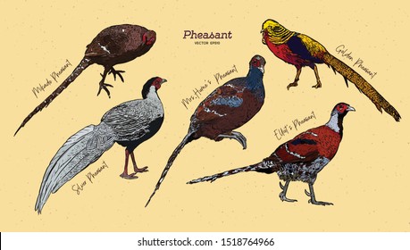 Pheasant  Collection, hand draw sketch vector.