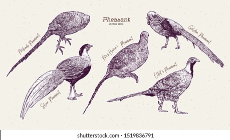 Pheasant  Collection, hand draw sketch vector.