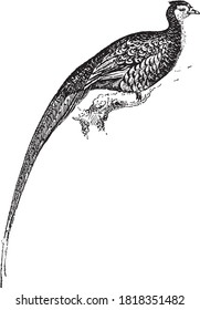 Pheasant, From the Dictionary of Word and Things, 1888.